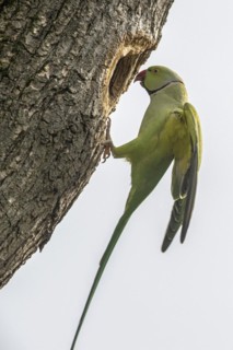 Rose-ringed parakeet (Psittacula krameri), Speyer, Rhineland-Palatinate, Germany, Europe