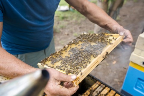 Fantastic beehive producing honey, nature, man and bee, sweet honey, honeycomb, nectar, beekeeping,