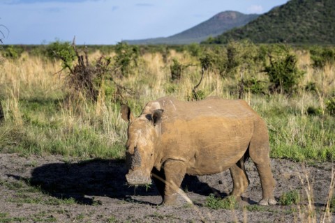 White rhinoceros (Ceratotherium simum), Madikwe Game Reserve, North West Province, South Africa,