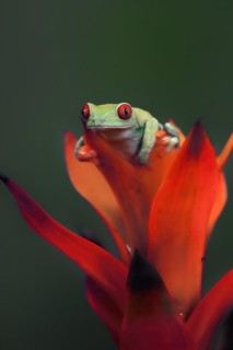 Red-eyed tree frog (Agalychnis callidryas), adult, on bromeliad, captive, Central America