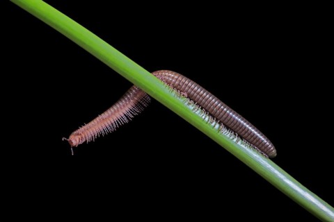 Millipedes (Diplopoda), adult, on plant stems, at night, Great Britain