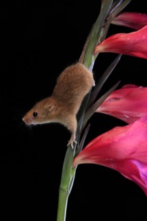 Eurasian harvest mouse (Micromys minutus), adult, on plant stem, flowering, foraging, at night,