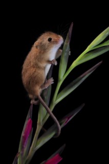 Eurasian harvest mouse (Micromys minutus), adult, on plant stem, flowering, foraging, at night,