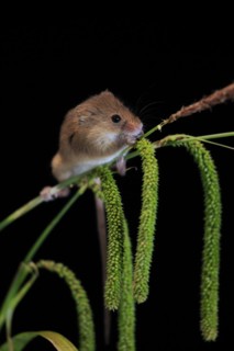Eurasian harvest mouse (Micromys minutus), adult, on plant stalks, ears of corn, foraging, at