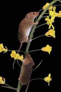 Eurasian harvest mouse (Micromys minutus), adult, two, pair, on plant stem, flowering, foraging, at
