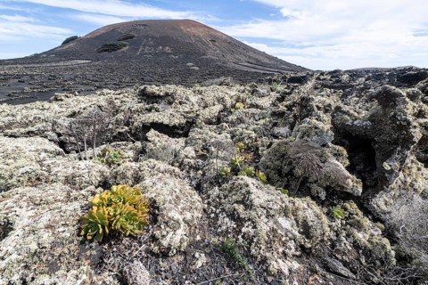 Lava landscape overgrown with lichens and succulents, in the background vineyards protected by dry