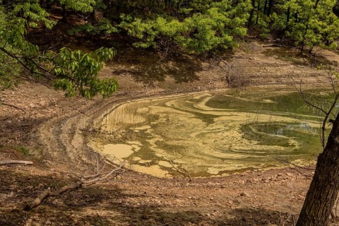 A parched pond bed covered with green algae and surrounded by trees, in South Korea
