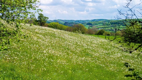 A blooming field with wild flowers in front of a hilly forest landscape under a cloudy sky,