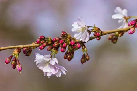 Cherry blossom branch with pink buds and open white flowers signaling the arrival of spring, Prunus