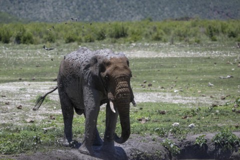 African elephant (Loxodonta africana), Madikwe Game Reserve, North West Province, South Africa,