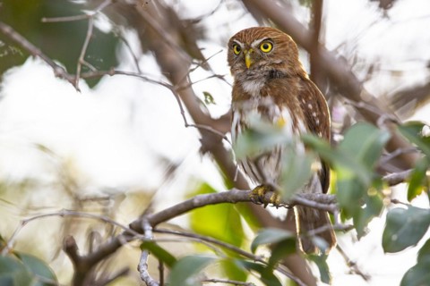 Brazilian Pygmy Owl Claucidium brasilianum) Pantanal Brazil