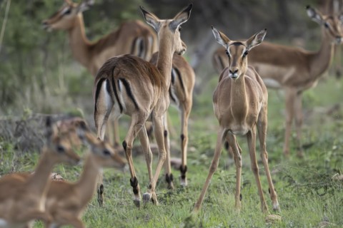 Black Heeler Antelope or Impala (Aepyceros melampus) herd with young, nursery, Madikwe Game