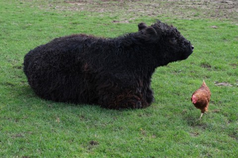 Galloway cattle (Bos taurus) with a chicken (Gallus domesticus), Lower Rhine, North