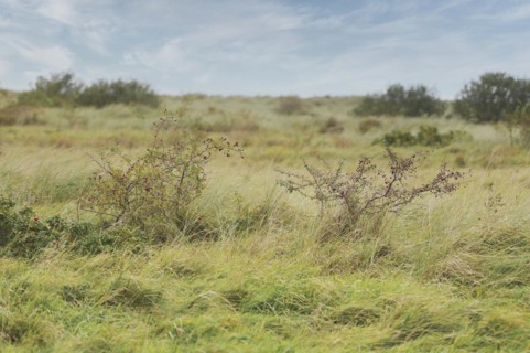 Landscape of the coast in Schillig, green meadows, bushes and shrubs, blue sky, Schillig,