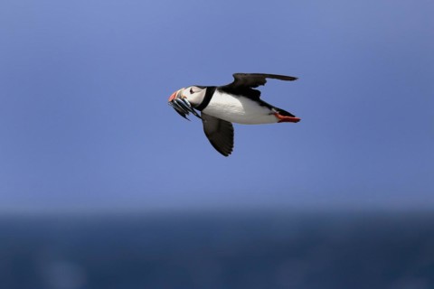 Puffin (Fratercula arctica), adult, flying, with sand eels, with food, Faroe Islands, England,