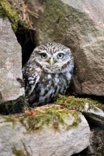 Little owl (Athene noctua), (Tyto alba), adult, at breeding den, alert, portrait, Lowick,