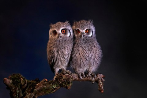 Southern white-faced owl (Ptilopsis granti), juvenile, two juveniles, siblings, at night, on guard,