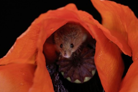 Common harvest mouse, (Micromys minutus), adult, on corn poppy, flower, foraging, at night,