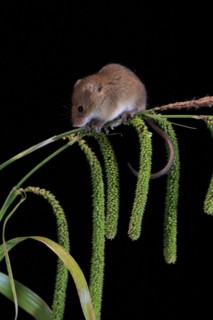 Eurasian harvest mouse (Micromys minutus), adult, on plant stalks, ears of corn, foraging, at