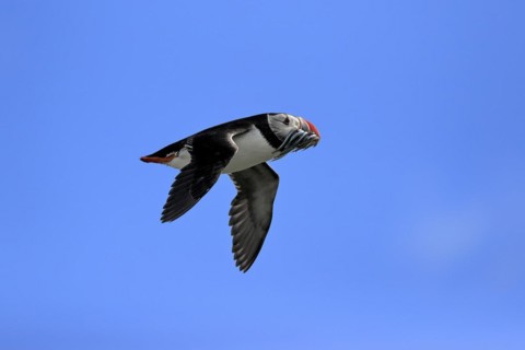 Puffin (Fratercula arctica), adult, flying, with sand eels, with food, Faroe Islands, England,