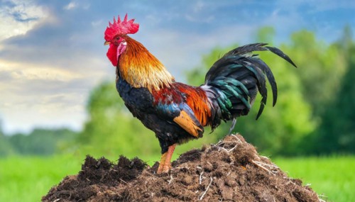 KI generated, A beautiful rooster stands on a dung heap, farmyard, (Gallus gallus domesticus)