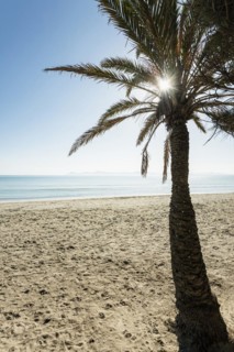 Beach with palm trees, Can Picafort, Bay of Alcudia, Majorca, Balearic Islands, Spain, Europe