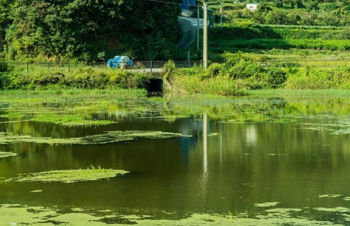 A tranquil pond dotted with lily pads and lush green surroundings, in South Korea