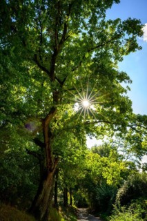 Sunbeams shine through the leaves of a large tree on a forest path, Wuelfrath, Mettmann, Bergisches