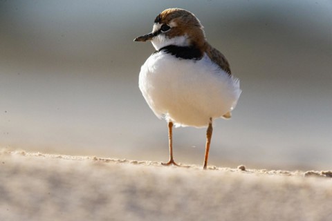 Slender-billed plover (Anarhynchus collaris) Pantanal Brazil