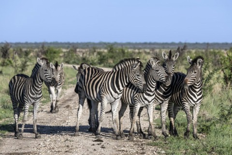 Plains zebra (Equus quagga) herd, Madikwe Game Reserve, North West Province, South Africa, RSA,