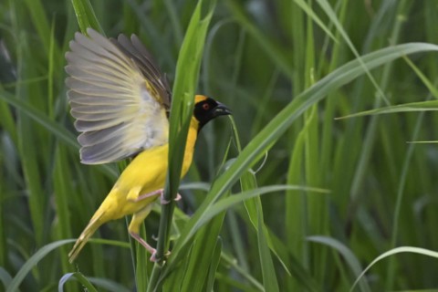 Southern masked weaver (Ploceus velatus) collecting nesting material, Madikwe Game Reserve, North