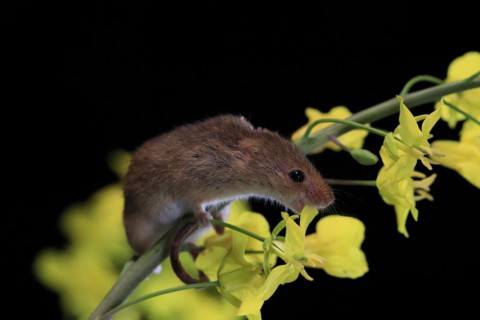 Eurasian harvest mouse (Micromys minutus), adult, on plant stem, flowering, foraging, at night,