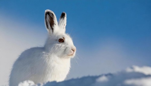 AI generated, A snow hare in winter, (lepus timidus)