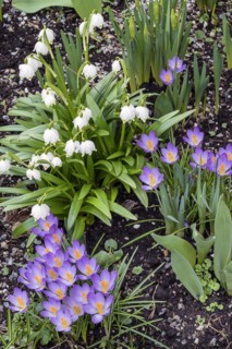 Crocuses (Crocus), and spring knot flowers (Leucojum vernum), also known as marsh fritillaries,