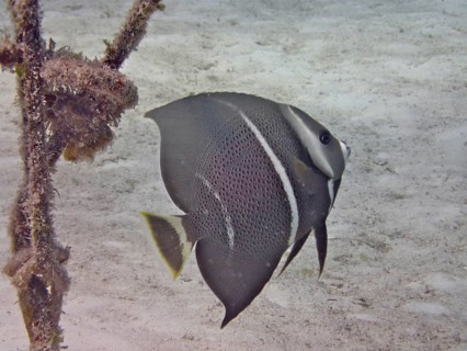 Gray angelfish (Pomacanthus arcuatus), juvenile, dive site Nursery, Tavernier, Florida Keys,
