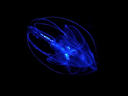 Lobed ribbed jellyfish (Leucothea multicornis), comb jellyfish, at night, dive site, Riviera Beach,