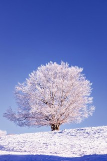 Snow covered tree on Mount Saleve, Haute-Savoie, France, Europe