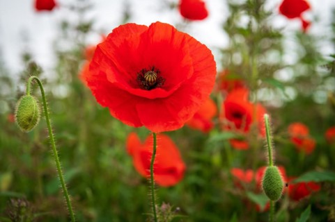 Bright red poppies with green stems and buds in a field, poppy, Papaver