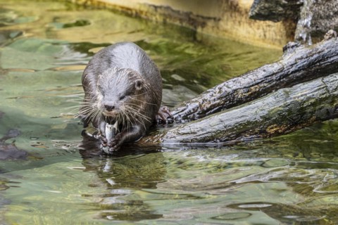Dwarf otter, Asian oriental small-clawed otter (Aonyx cinerea), Heidelberg Zoo, Baden-Wuerttemberg,
