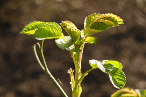 Branch with leaves of Portland rose, fresh shoots, close-up, North Rhine-Westphalia, Germany,