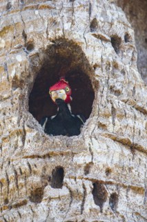Crimson-crested woodpecker (Campephilus melanoleucos) Pantanal Brazil