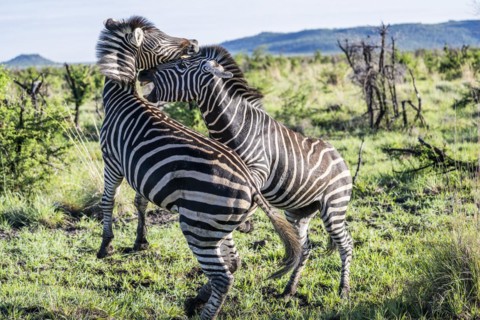 Plains zebra (Equus quagga) 2 stallions fighting, Madikwe Game Reserve, North West Province, South