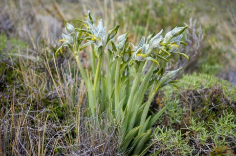 Porcelain orchid (Chloraea magellanica) in Perito Moreno National Park, Patagonia, Argentina, South