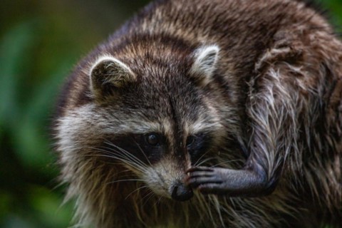 Raccoon in natural environment, close-up, portrait of the animal on Guadeloupe au Parc des