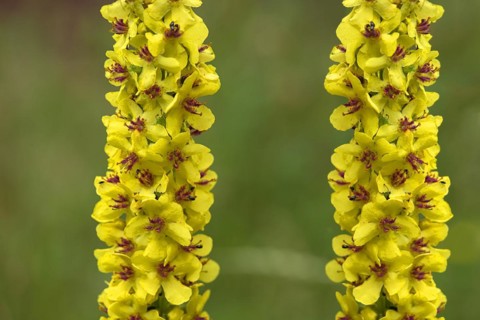Great mulleins (Verbascum thapsus) Close up, Bavaria, Germany, Europe