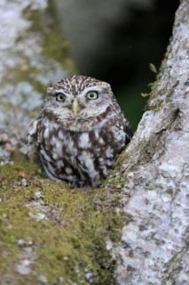 Little owl (Athene noctua), (Tyto alba), adult, on tree trunk, alert, portrait, Lowick,