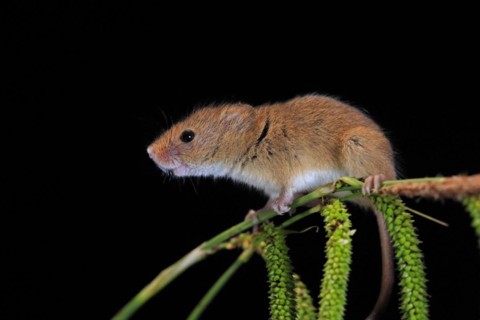 Eurasian harvest mouse (Micromys minutus), adult, on plant stalks, ears of corn, foraging, at