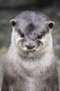 Dwarf otter, Asian oriental small-clawed otter (Aonyx cinerea), Heidelberg Zoo, Baden-Wuerttemberg,