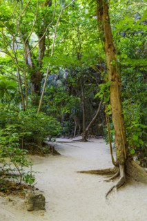 Trekking trail at Maya Bay on Ko Phi Phi Don, jungle, rainforest, beach, holiday, beach holiday,