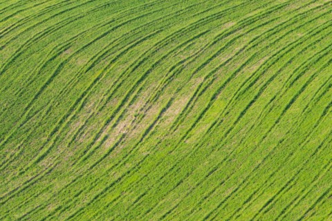 Traces on a cultivated area, Crete Senesi, Province of Siena, Tuscany, Italy, Europe
